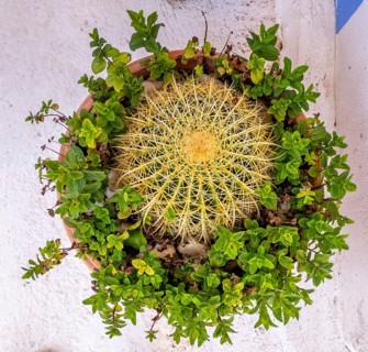 Sardinia, flower arrangement with a cactus and green leaves, Tinnura, Europe, Oristano province,