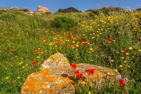 Sardinia, poppies and meadow with sea, Tharros, Europe, Province of Oristano, Italy, view, flowers,