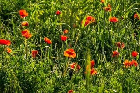 Sardinia, meadow with poppies, Tharros, Europe, Province of Oristano, Italy, flowers, relaxation,