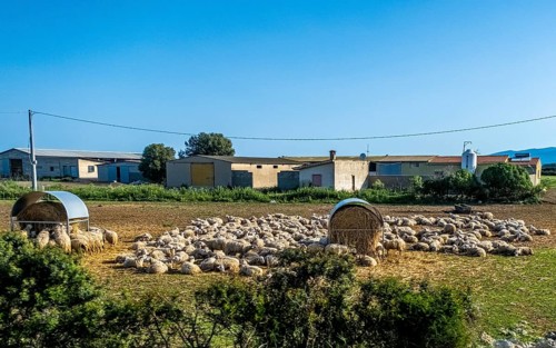Sardinia, A flock of sheep lying in the sun, Tharros, Europe, Province of Oristano, Italy,