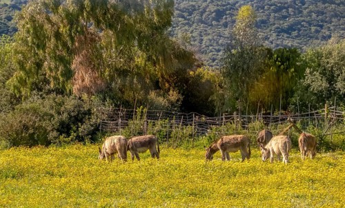 Sardinia, donkey in a meadow, Seneghe, Europe, Oristano province, Italy, outdoor, donkey, fur, open