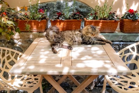 Sardinia, A cat sunbathing on a garden table, Santu Lussurgiu, Europe, Province of Oristano, Italy,