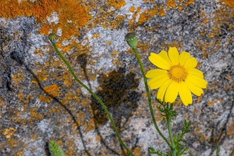 Sardinia, Glebionis, Tharros, Europe, Province of Oristano, Italy, biodiversity, flowers, blossom,