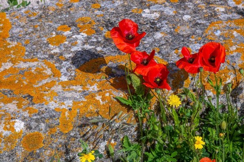 Sardinia, Poppies and Meadow, Tharros, Europe, Province of Oristano, Italy, Ancient, Flowers,