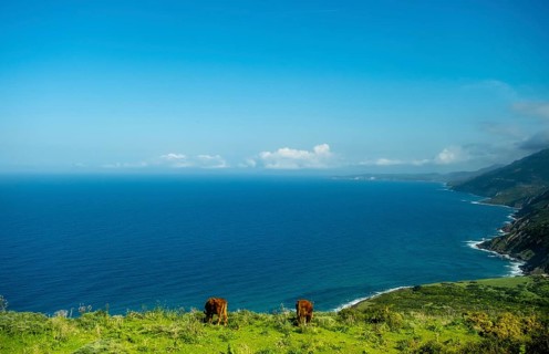 Sardinia, Mountainous coastal landscape by the sea, grazing cows and blue sky with clouds, Bosa,