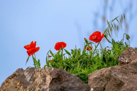 Sardinia, poppies (papaver) on the coastal strip, Bosa, Europe, Oristano province, Italy, flowers,