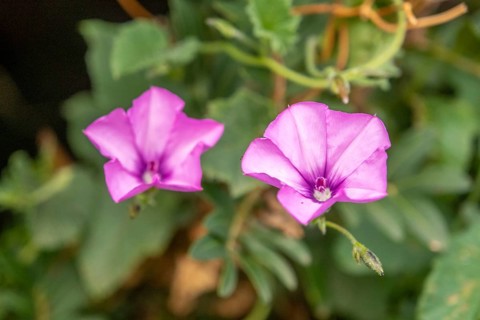 Sardinia, Convolvulus althaeoides, bindweed family, Villanova Monteleone, Europe, Province of