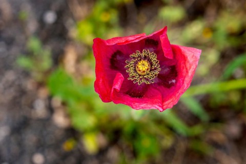 Sardinia, Poppy plant (Papaver), Villanova Monteleone, Europe, Province of Sassari, Italy,