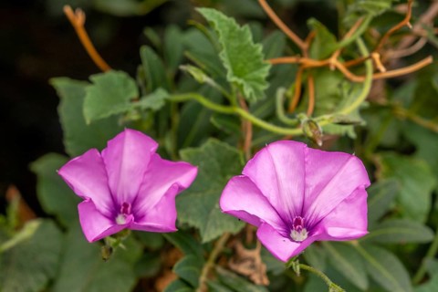 Sardinia, Convolvulus althaeoides, bindweed family, Villanova Monteleone, Europe, Province of