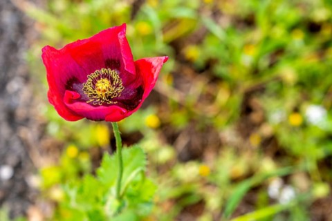 Sardinia, Poppy plant (Papaver), Villanova Monteleone, Europe, Province of Sassari, Italy,