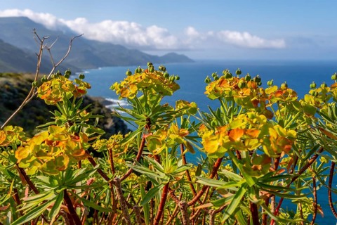 Sardinia, spurge (Euphorbia) bushes on the coastal road by the sea, blue sky with clouds, Villanova