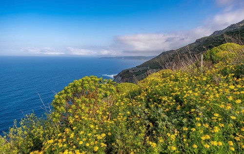 Sardinia, daisies (Leucanthemum) flower field on the coastal road by the sea, blue sky with clouds,