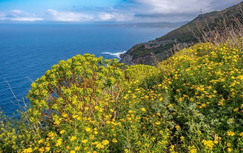 Sardinia, daisies (Leucanthemum) flower field on the coastal road by the sea, blue sky with clouds,