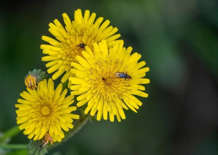 Sardinia, Urospermum dalechampii with beetle, Order of Asteraceae, Villanova Monteleone, Europe,
