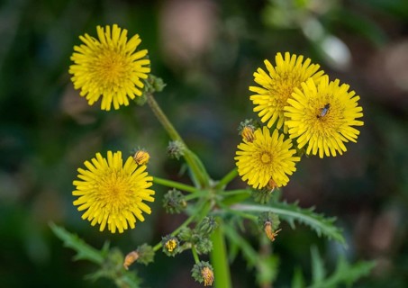Sardinia, Urospermum dalechampii with beetle, Order of Asteraceae, Villanova Monteleone, Europe,