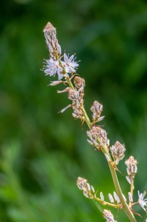 Sardinia, White asphodel (Asphodelus albus), grass tree plant flower, Villanova Monteleone, Europe,