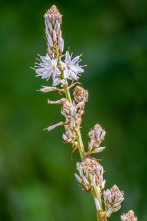 Sardinia, White asphodel (Asphodelus albus), grass tree plant flower, Villanova Monteleone, Europe,