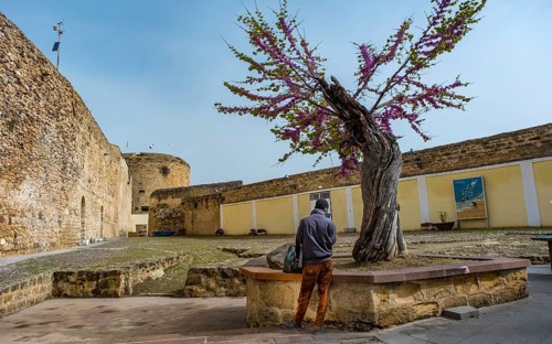 Sardinia, tree with blossoming tree crown in the bastion, tourist, Alghero, Europe, province of