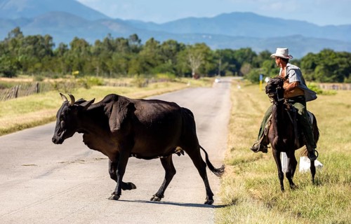 Mounted cowboy with cattle, Palmarejo, Cuba, Sancti Spíritus, Sancti Spíritus