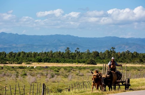 Mounted cowboy with cattle, Palmarejo, Cuba, Sancti Spíritus, Sancti Spíritus