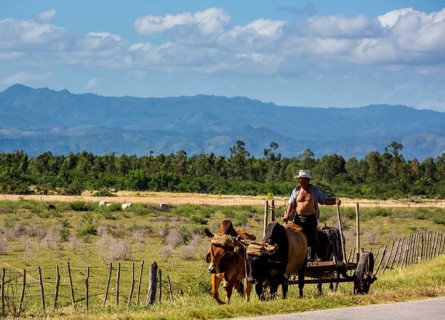 Mounted cowboy with cattle, Palmarejo, Cuba, Sancti Spíritus, Sancti Spíritus