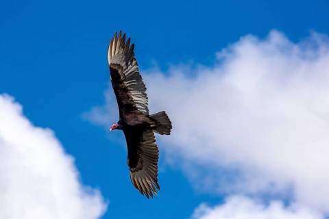 Horned Vulture (Aegypius tracheliotus Syn. Torgos tracheliotus), free-living, Sancti Spíritus,