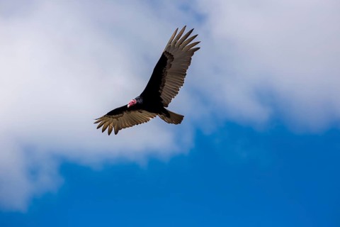 Horned Vulture (Aegypius tracheliotus Syn. Torgos tracheliotus), free-living, Sancti Spíritus,
