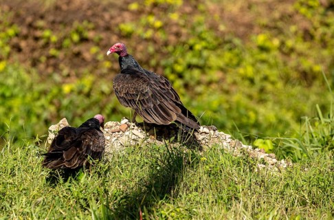 Horned vulture (Aegypius tracheliotus Syn. Torgos tracheliotus), free-living, Cuba