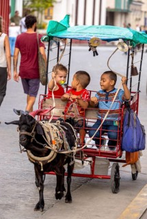 &lt, children's amusement, children's carriage pulled by a goat, streetlife in the city centre of
