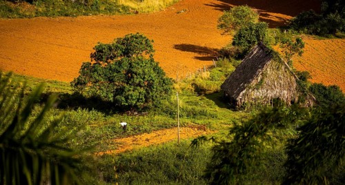 Farmhouse, farm cottage, barn for drying tobacco leaves, tobacco fields and the mountains of the