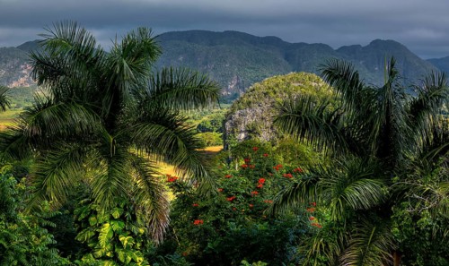 Tobacco fields and the mountains of the Mogotes, Viñales valley with karst mountains, Viñales,