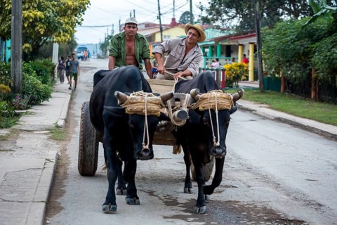 Oxcarts in the streets of Vinales, Cuba, Pinar del Río, Cuba, Central America