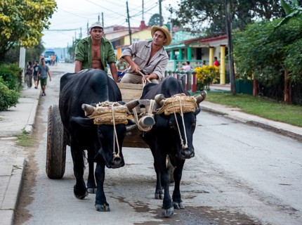 Oxcarts in the streets of Vinales, Cuba, Pinar del Río, Cuba, Central America