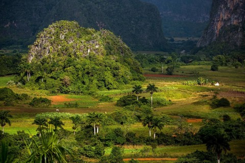 Tobacco fields and the mountains of the Mogotes, Viñales valley with karst mountains, Viñales,
