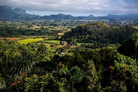 Tobacco fields and the mountains of the Mogotes, Viñales valley with karst mountains, Viñales,