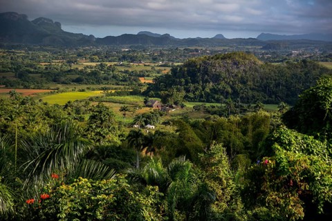 Tobacco fields and the mountains of the Mogotes, Viñales valley with karst mountains, Viñales,