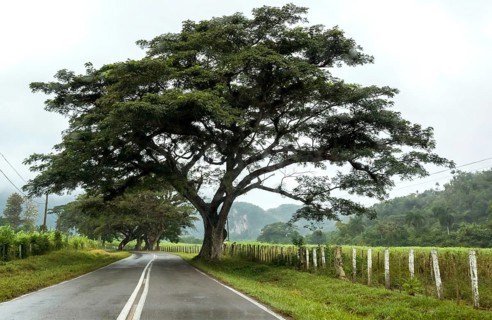 Large trees and a country road with a double traffic line, Viñales, Cuba, Pinar del Río