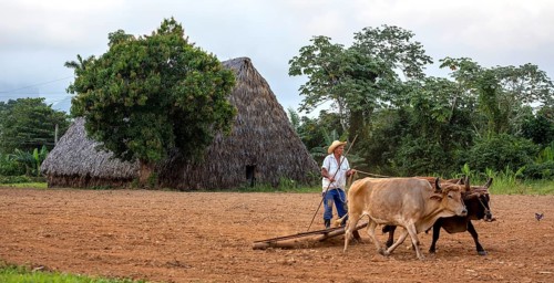 A simple plough being pulled by two oxen, Cuban farmer on a plough pulled by cattle, Viñales, Cuba,