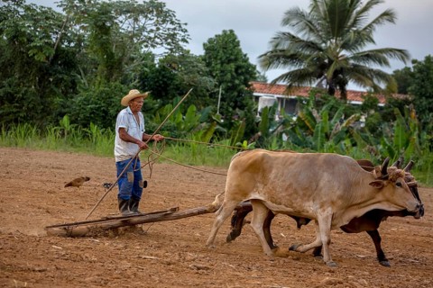 A simple plough being pulled by two oxen, Cuban farmer on a plough pulled by cattle, Viñales, Cuba,
