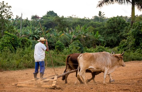 A simple plough being pulled by two oxen, Cuban farmer on a plough pulled by cattle, Viñales, Cuba,