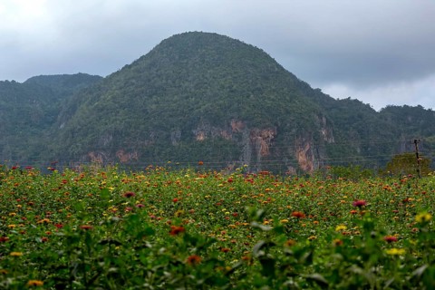 Colourful flower meadow in the Vinales Valley, Viñales, Cuba, Pinar del Río