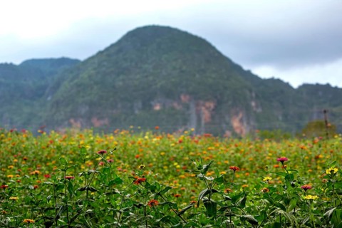 Colourful flower meadow in the Vinales Valley, Viñales, Cuba, Pinar del Río