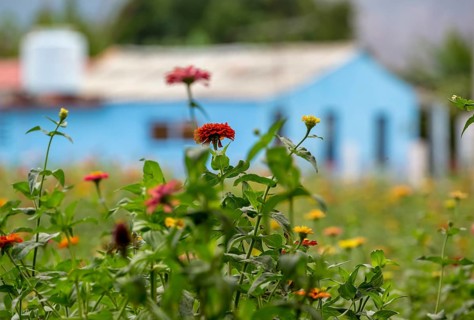 Colourful flower meadow in the Vinales Valley, Viñales, Cuba, Pinar del Río