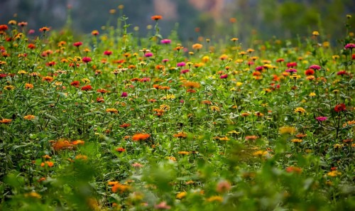 Colourful flower meadow in the Vinales Valley, Viñales, Cuba, Pinar del Río