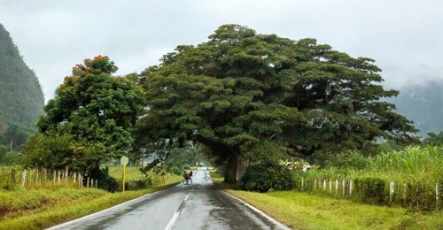 Large trees and a country road with a double traffic line, Viñales, Cuba, Pinar del Río