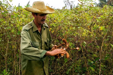 A Cuban farmer harvests manioc, manioc (Manihot esculenta), Viñales, Cuba, Pinar del Río, Viñales,