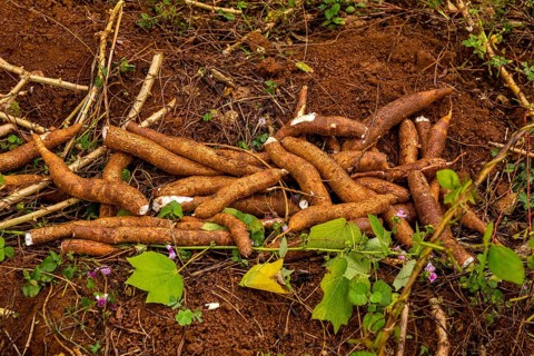 A Cuban farmer harvests manioc, manioc (Manihot esculenta), Viñales, Cuba, Pinar del Río, Viñales,