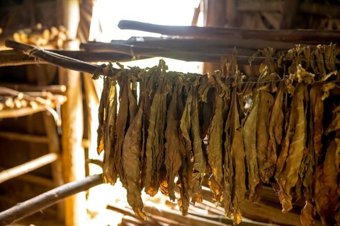 Drying tobacco leaves in a tobacco barn, tobacco farm in the Vinales Valley, Viñales, Cuba, Pinar