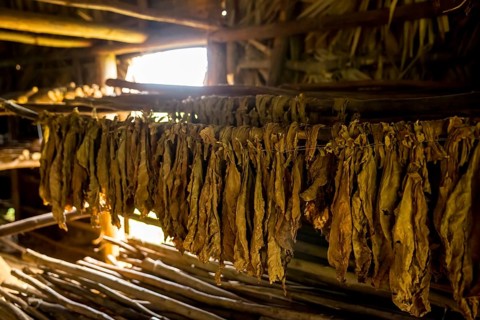 Drying tobacco leaves in a tobacco barn, tobacco farm in the Vinales Valley, Viñales, Cuba, Pinar