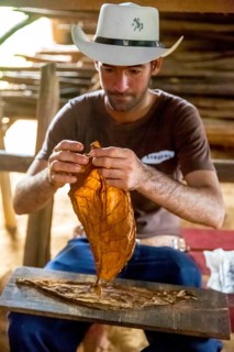 Tobacco farmer, tobacco farmer Luis Manne Alvares Rodrigues cuts and rolls a cigar from a tobacco